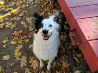 Border Collie Dogs for adoption in Armonk, NY, USA
