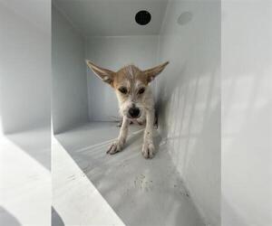 Mutt Dogs for adoption in Houston, TX, USA