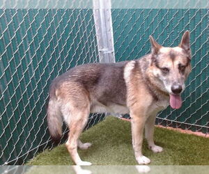 German Shepherd Dog-Unknown Mix Dogs for adoption in Downey, CA, USA