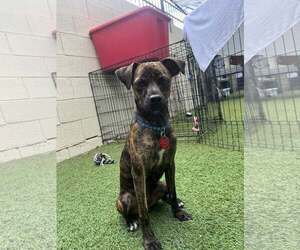 Chiweenie Dogs for adoption in Tempe , AZ, USA