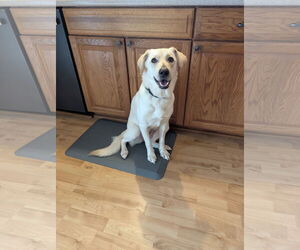 Labrador Retriever-Unknown Mix Dogs for adoption in Des Moines, IA, USA