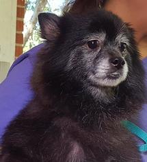 Pomeranian Dogs for adoption in Cary, NC, USA