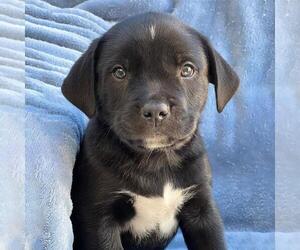 Golden Labrador Dogs for adoption in San Diego, CA, USA