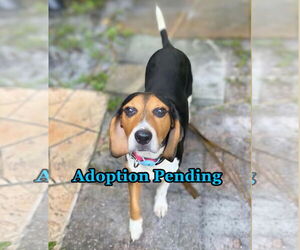 Beagle Dogs for adoption in Dunnellon, FL, USA