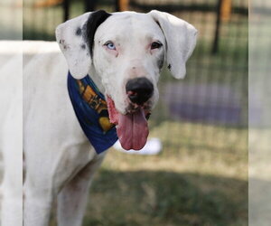 Great Dane-Unknown Mix Dogs for adoption in San Antonio, TX, USA