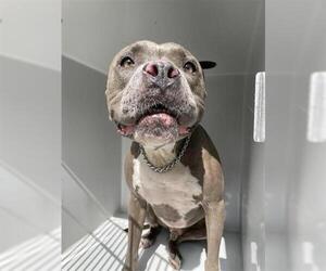 Bullypit Dogs for adoption in Houston, TX, USA