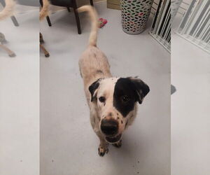 Spaniel-Unknown Mix Dogs for adoption in Mt. Gilead, OH, USA