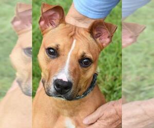 Rhodesian Ridgeback-Unknown Mix Dogs for adoption in Nashville, IN, USA