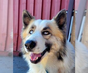 Australian Shepherd-Siberian Husky Mix Dogs for adoption in Stockton, CA, USA