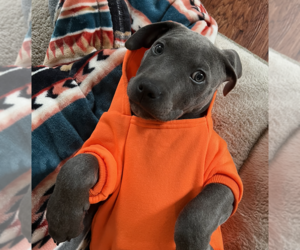 American Pit Bull Terrier-American Staffordshire Terrier Mix Dogs for adoption in Anchorage, AK, USA