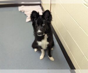 Border-Aussie Dogs for adoption in Denver, CO, USA
