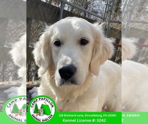 Golden Retriever Dogs for adoption in Stroudsburg, PA, USA