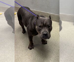 American Bulldog-Unknown Mix Dogs for adoption in Las Vegas, NV, USA