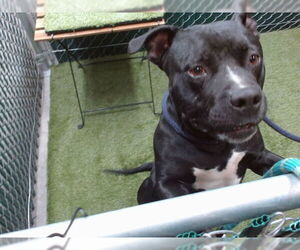 American Pit Bull Terrier Dogs for adoption in Downey, CA, USA