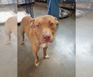 American Bulldog-Labrador Retriever Mix Dogs for adoption in Frenchburg, KY, USA