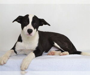 American Pit Bull Terrier-Border Collie Mix Dogs for adoption in Oroville, CA, USA