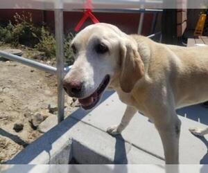 Labrador Retriever-Unknown Mix Dogs for adoption in pomona, CA, USA