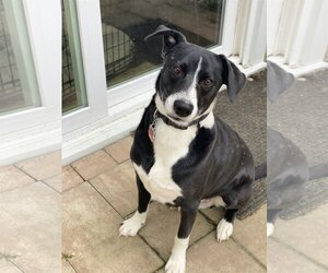Collie-Labrador Retriever Mix Dogs for adoption in Alexandria, VA, USA