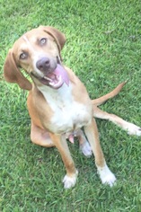 Unknown-Vizsla Mix Dogs for adoption in Lake Jackson, TX, USA