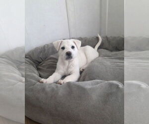 Great Pyrenees-Unknown Mix Dogs for adoption in Thomasville, NC, USA