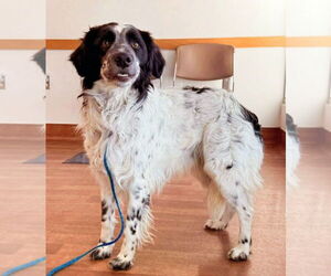 Border Collie-Unknown Mix Dogs for adoption in Sandy, UT, USA