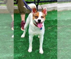 Bulldog-Huskies  Mix Dogs for adoption in Perth Amboy, NJ, USA