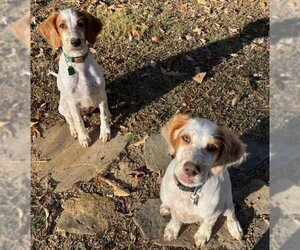 English Setter Dogs for adoption in Scottsboro, AL, USA