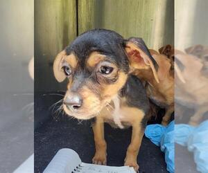 Mutt Dogs for adoption in San Antonio, TX, USA