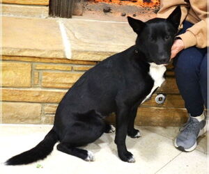 Border Collie-Unknown Mix Dogs for adoption in Germanton, TN, USA
