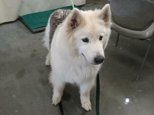 Alaskan Malamute Dogs for adoption in Camarillo, CA, USA