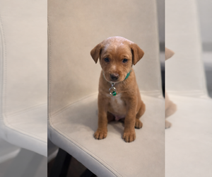 Mutt Dogs for adoption in Holly Springs, NC, USA