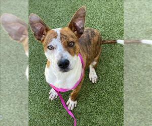 Mutt Dogs for adoption in Fayetteville, NC, USA