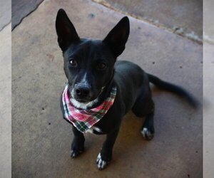 Chihuahua-Unknown Mix Dogs for adoption in Brownsville, TN, USA