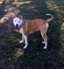 American Staffordshire Terrier-Unknown Mix Dogs for adoption in Denton, TX, USA