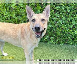 German Shepherd Dog-Unknown Mix Dogs for adoption in West Palm Beach, FL, USA