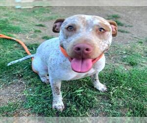 American Pit Bull Terrier-Unknown Mix Dogs for adoption in Long Beach, CA, USA