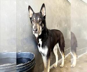 German Shepherd Dog Dogs for adoption in San Bernardino, CA, USA
