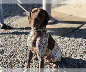 German Shorthaired Pointer Dogs for adoption in Jackson , NJ, USA