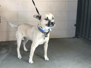 Shepradors Dogs for adoption in pomona, CA, USA