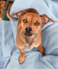 Chiweenie Dogs for adoption in Chattanooga, TN, USA
