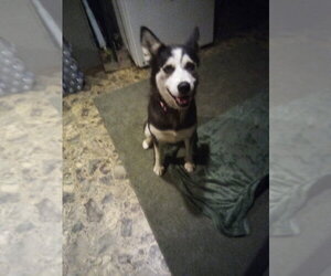 Siberian Husky-Unknown Mix Dogs for adoption in Aurora, IN, USA
