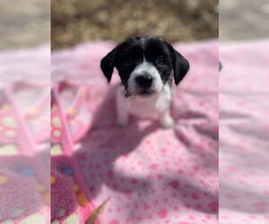 Chihuahua-Unknown Mix Dogs for adoption in Pacolet, SC, USA