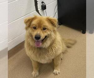Chow Chow Dogs for adoption in Zanesville, OH, USA
