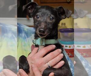 Chiweenie Dogs for adoption in Des Moines, IA, USA