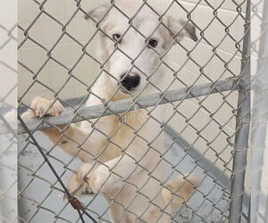 Siberian Husky-Unknown Mix Dogs for adoption in Anchorage, AK, USA