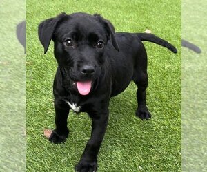 Labrador Retriever Dogs for adoption in Perry, GA, USA