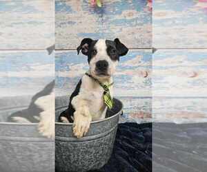 American Bulldog-Unknown Mix Dogs for adoption in Lakewood, CO, USA