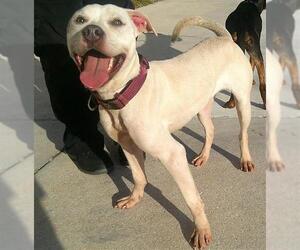 Mutt Dogs for adoption in Sanford, FL, USA
