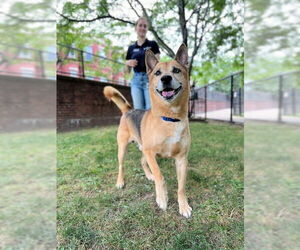 German Shepherd Dog Dogs for adoption in Boston, MA, USA