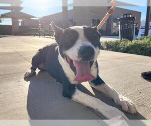 Mutt Dogs for adoption in Orange, CA, USA